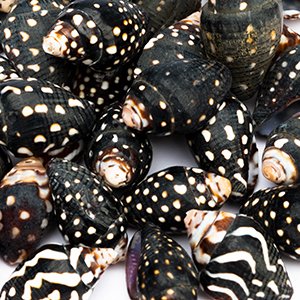 Pile of natural black and white spotted cone shells, close-up view