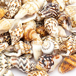 Close-up of a large pile of natural seashell mix, featuring various types and patterns.