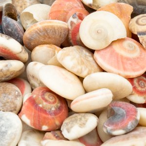Close-up of a variety of natural seashells including spiral and cowrie shells in shades of white, orange, and brown.