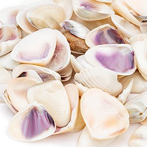 Pile of natural seashell mix, featuring various light-colored shells with purple interiors, close-up view.