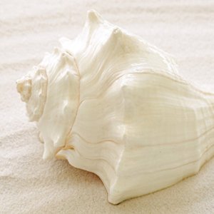 Large white conch shell resting on a sandy surface, close-up side view.