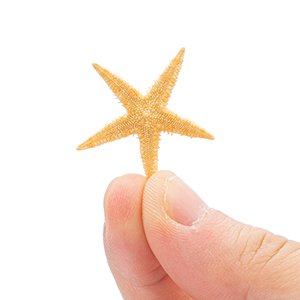 Hand holding a small, dried natural starfish against a white background.