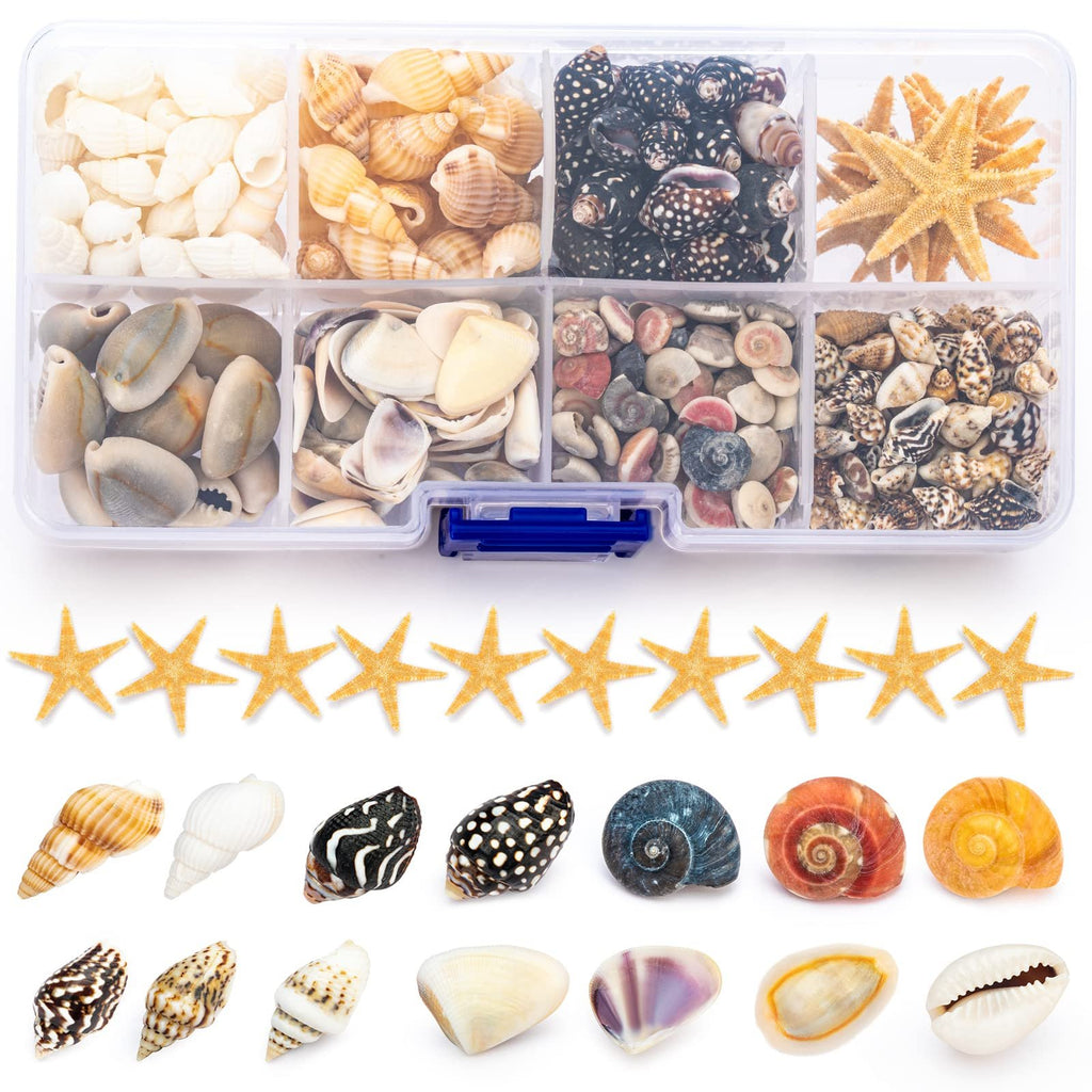 Assortment of natural seashells and starfish in a clear plastic organizer case, with individual shells displayed below.