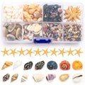 Assortment of natural seashells and starfish in a clear plastic organizer case, with individual shells displayed below.