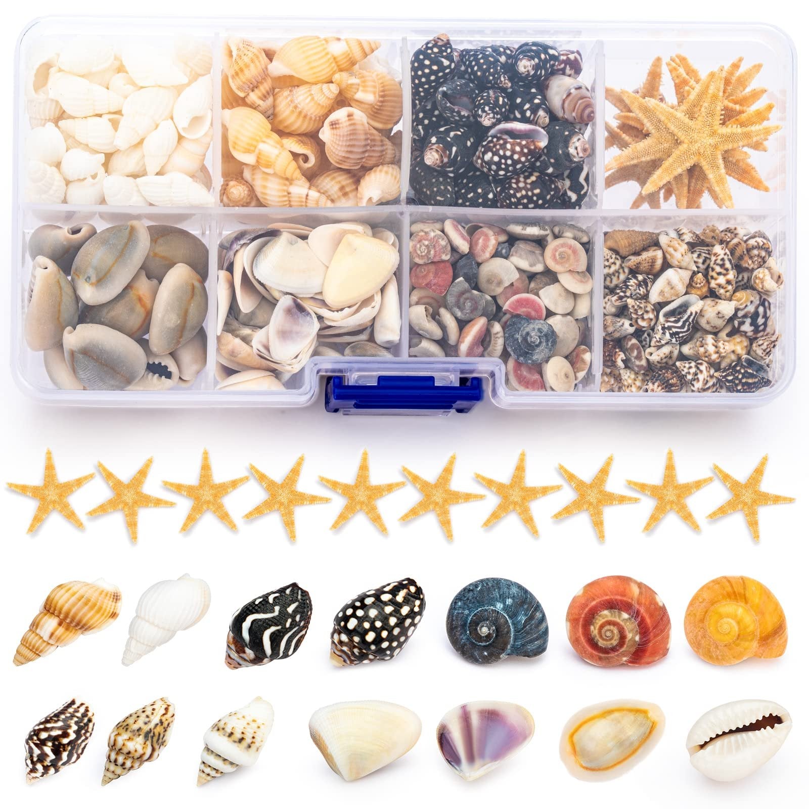 Assortment of natural seashells and starfish in a clear plastic organizer case, with individual shells displayed below.