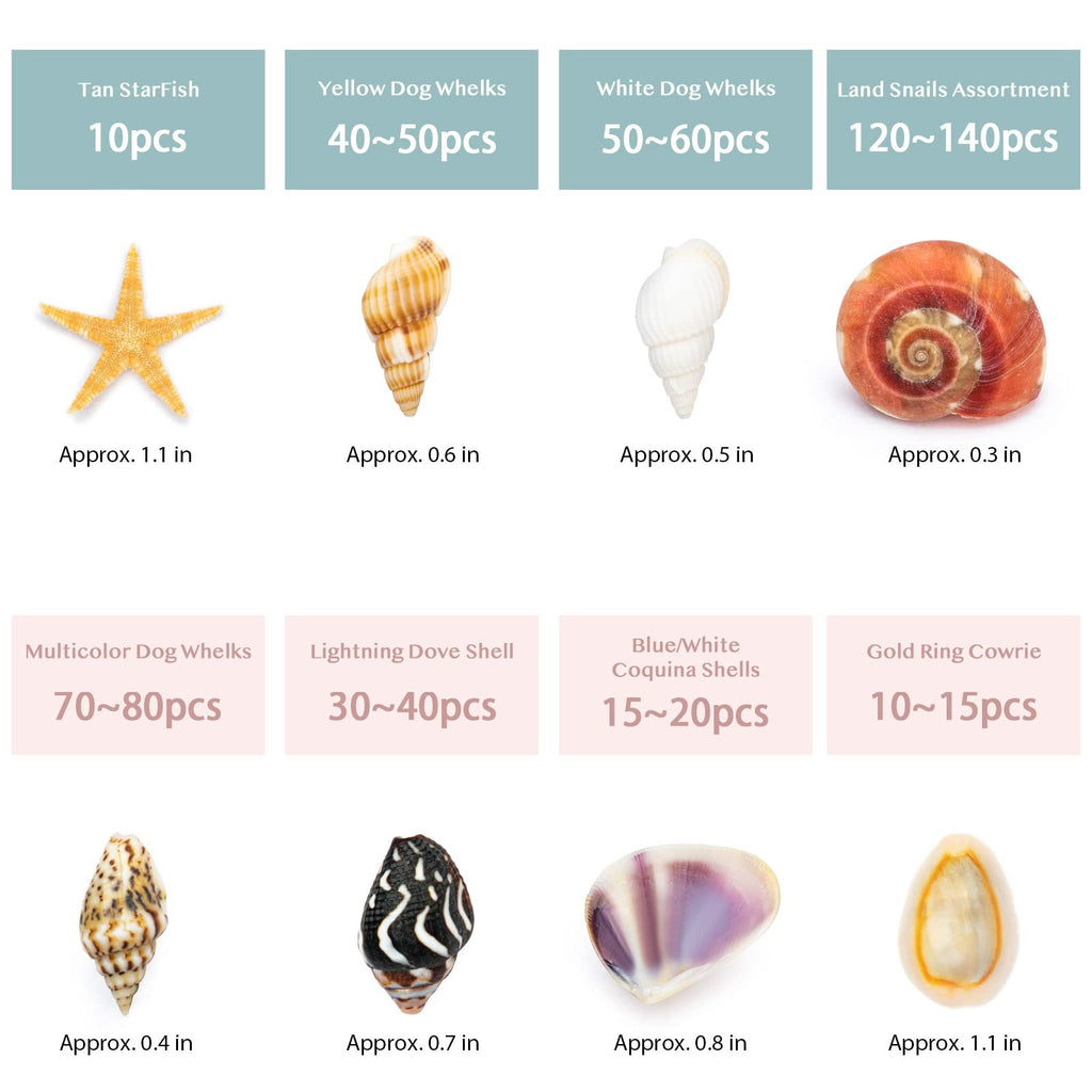 Assortment of 8 types of seashells with names, quantities, and approximate sizes labeled
