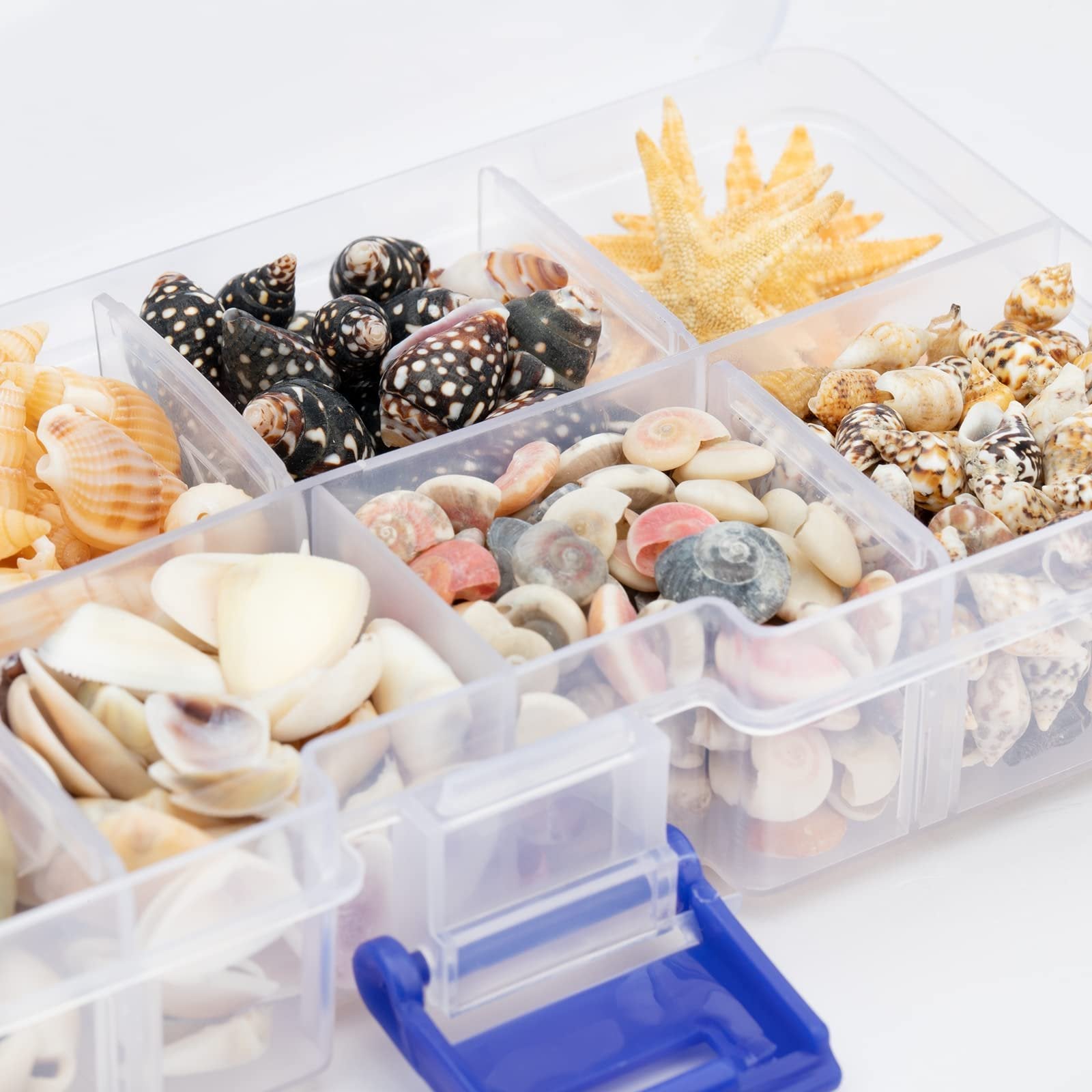 Assortment of natural seashells and starfish in a clear divided organizer box with blue latch