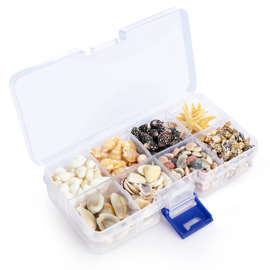 Open clear plastic organizer box filled with various natural seashells and a small yellow starfish.