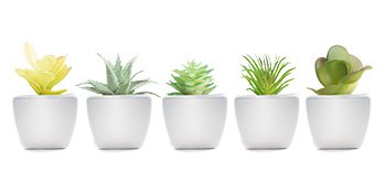 Five unpotted artificial succulents in white pots arranged in a row against a white background.