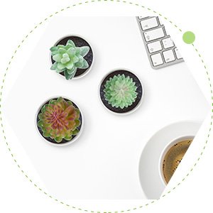 Three small potted artificial succulents and a keyboard on a white desk next to a cup of coffee.