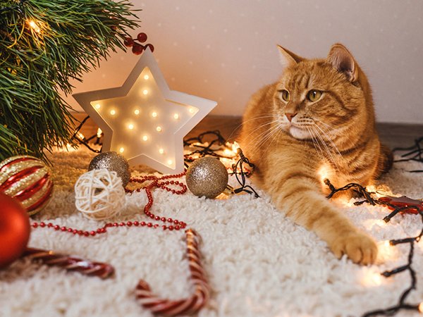 Orange cat lying on a fluffy rug surrounded by Christmas ornaments and lights, with a lit star decoration.