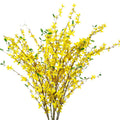 Bunch of artificial yellow forsythia branches with green leaves against a white background