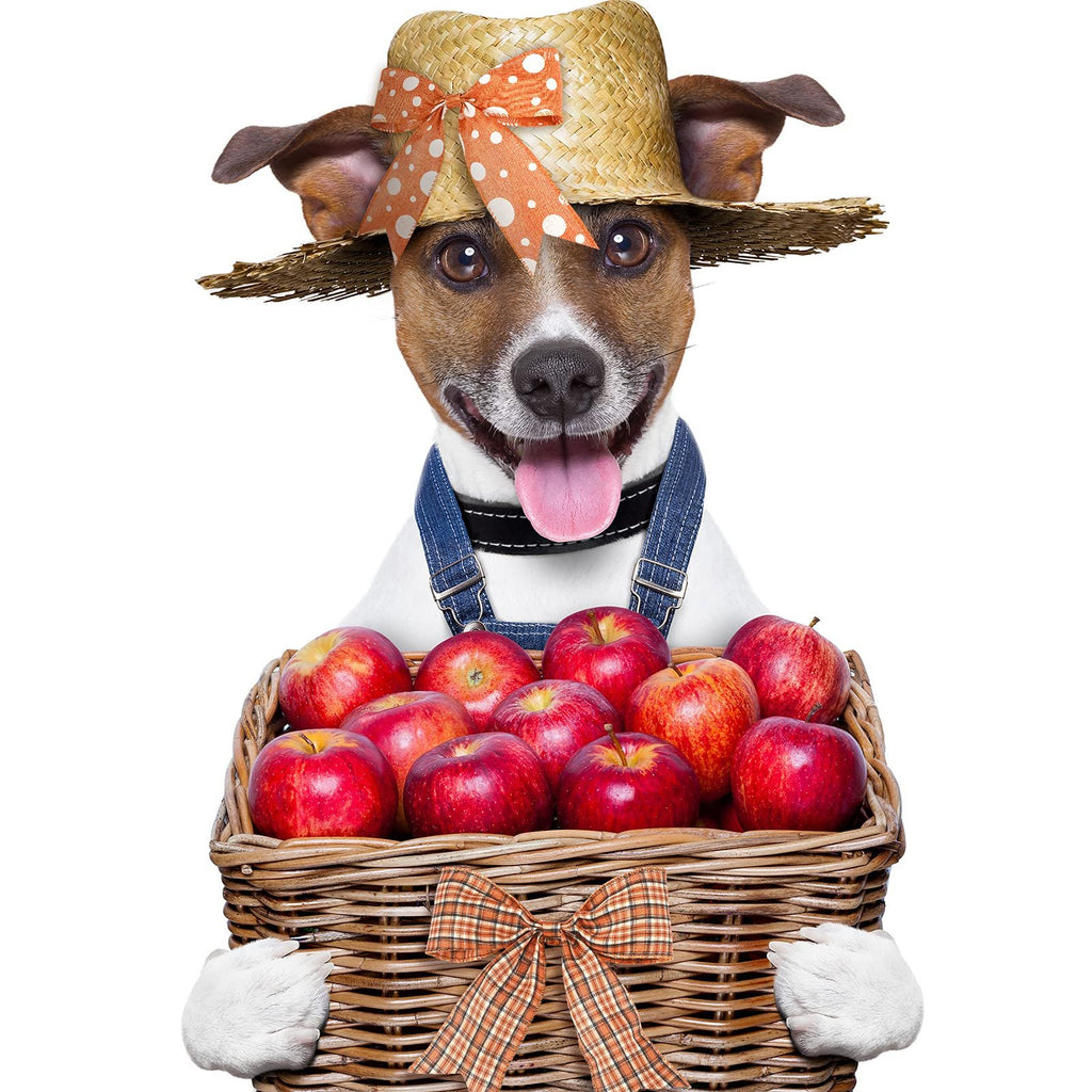 Dog wearing a straw hat and overalls holding a basket of red apples