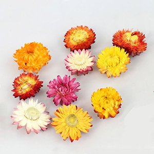 Collection of 10 dried daisies in various colors including yellow, orange, pink, and white, arranged on a light gray surface.