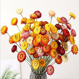 Bouquet of 40 dried daisies with stems in various colors including yellow, orange, red, and pink, arranged in a vase.