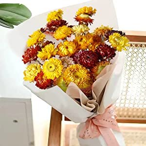 Bouquet of 40 dried daisies in yellow and burgundy, wrapped in white paper and tied with a pink ribbon.