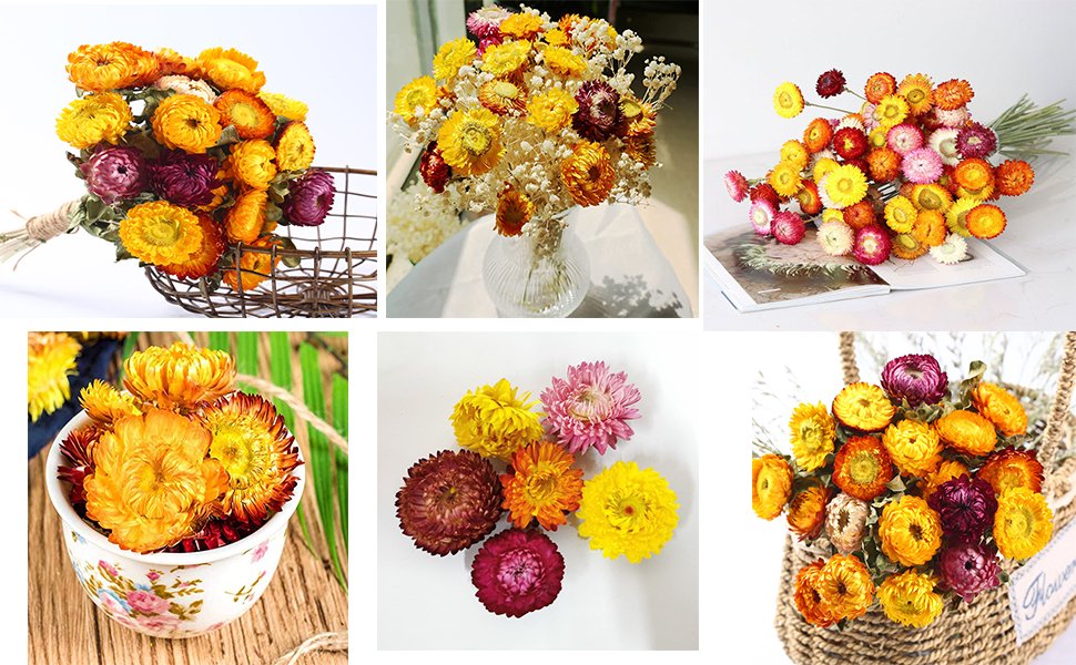 Collage of dried daisies in various arrangements: bouquets in a basket and vase, loose flowers, and in a decorative bowl.