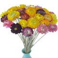 Bouquet of colorful dried daisies with stems in a light blue vase, isolated on white background.