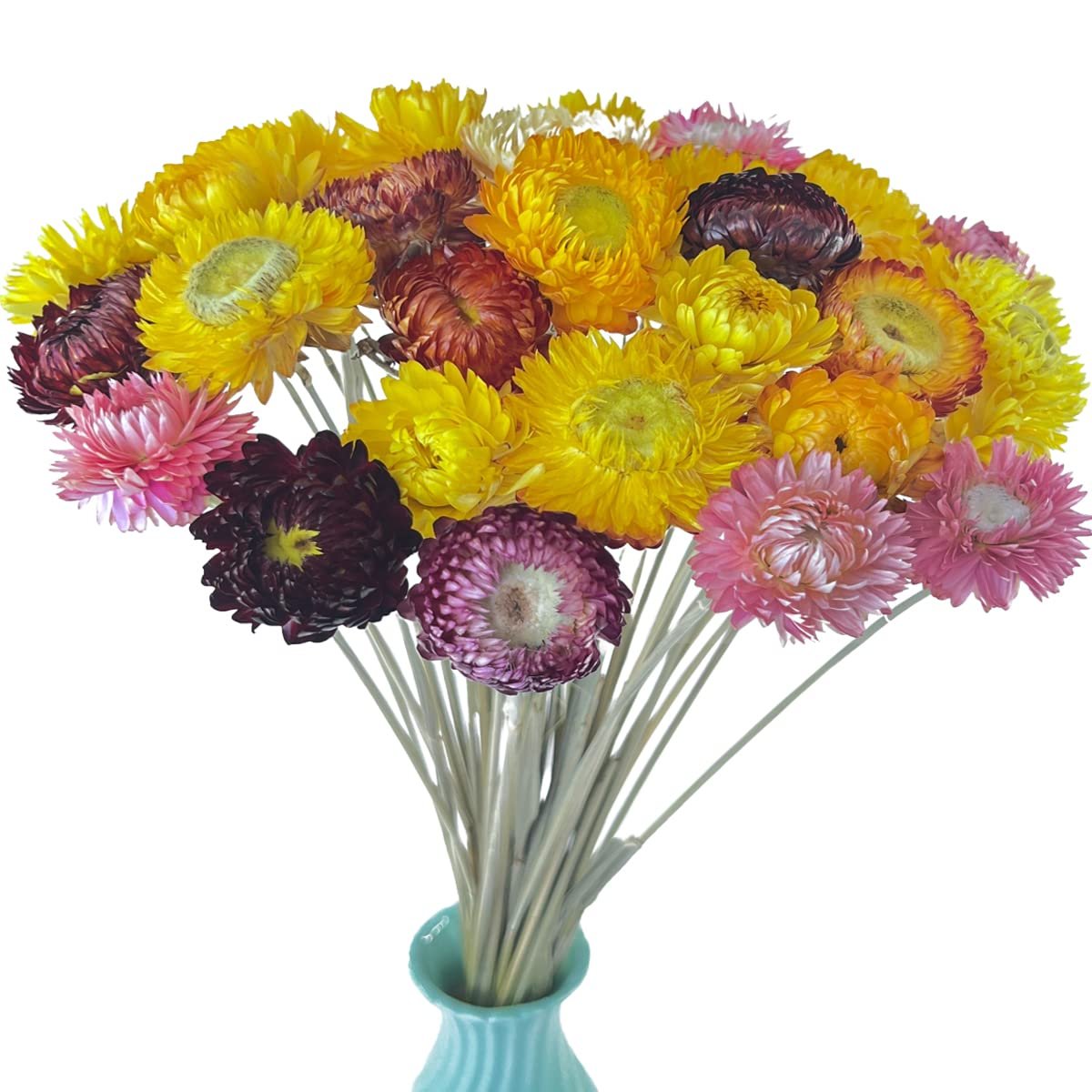 Bouquet of colorful dried daisies with stems in a light blue vase, isolated on white background.