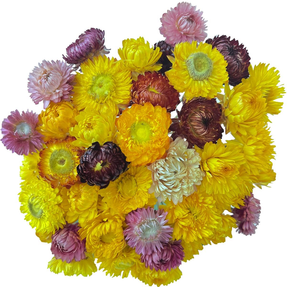 A bouquet of 40 dried daisies in various colors including yellow, pink, purple, and brown, with stems visible.