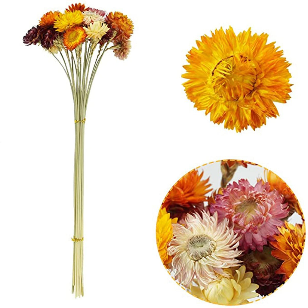 Bunch of dried daisies with stems and close-up views of individual flowers in various colors.