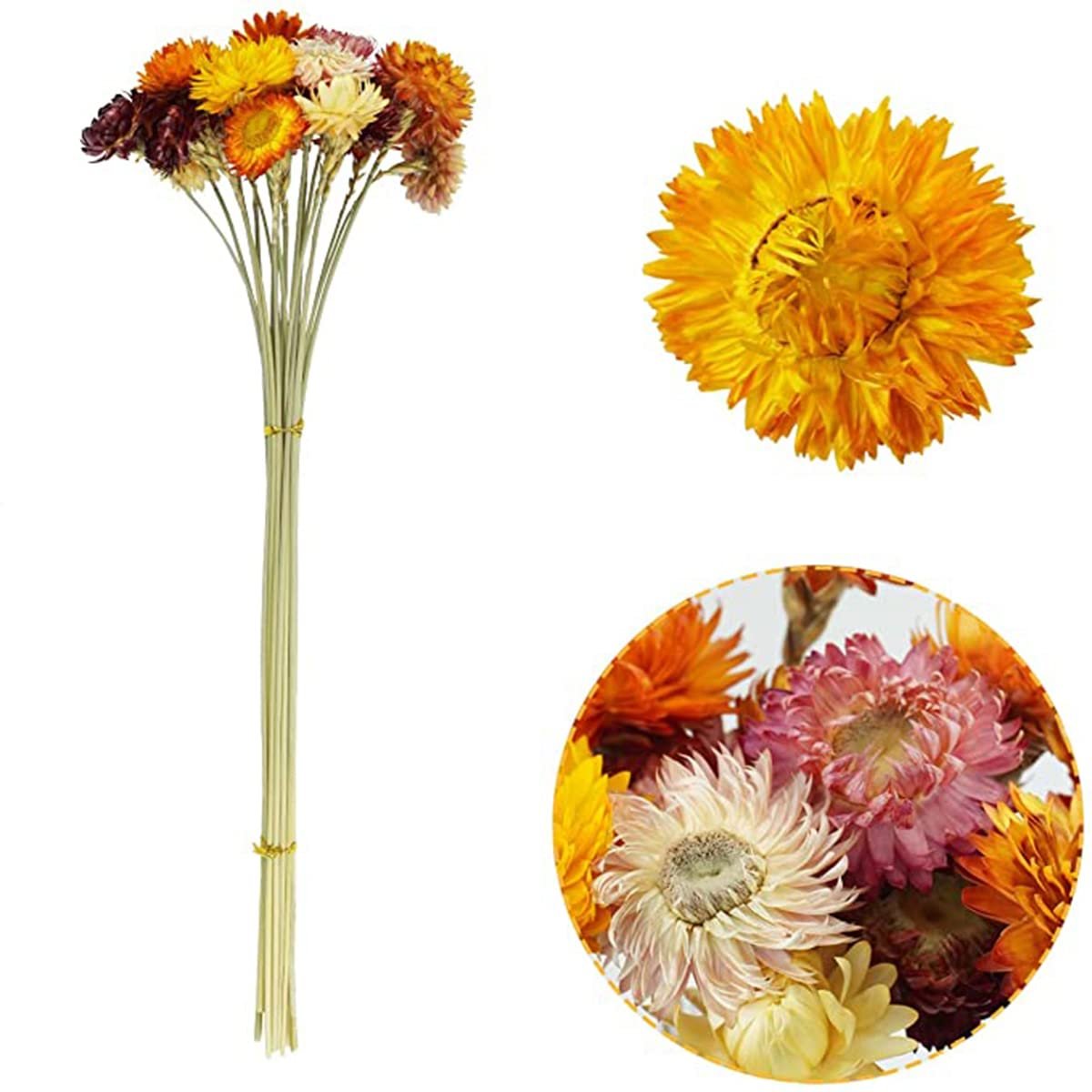 Bunch of dried daisies with stems and close-up views of individual flowers in various colors.