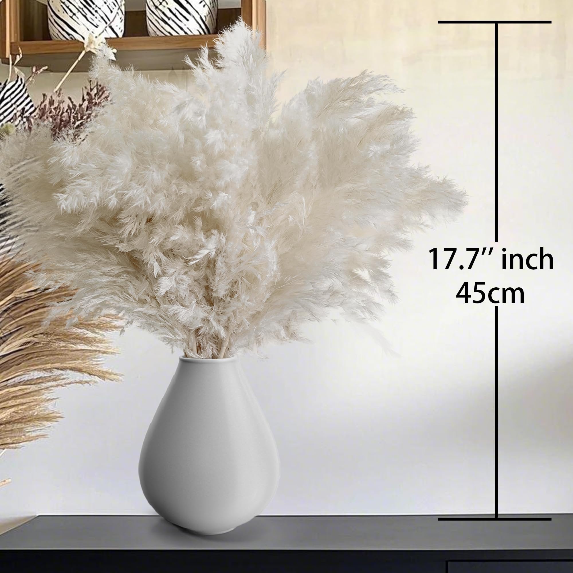 White pampas grass in a vase with a height measurement overlay of 17.7 inches (45cm)
