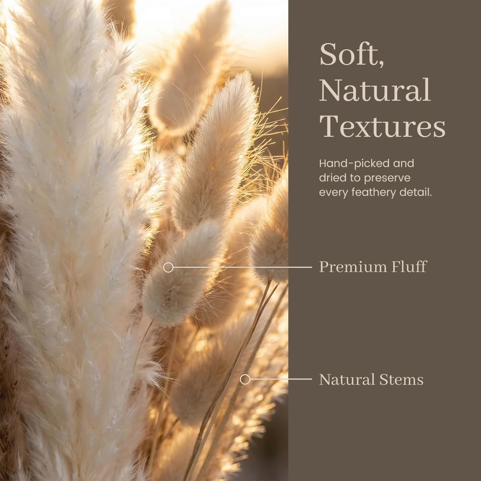 Close-up of dried pampas grass and bunny tail stems with text overlays highlighting features.