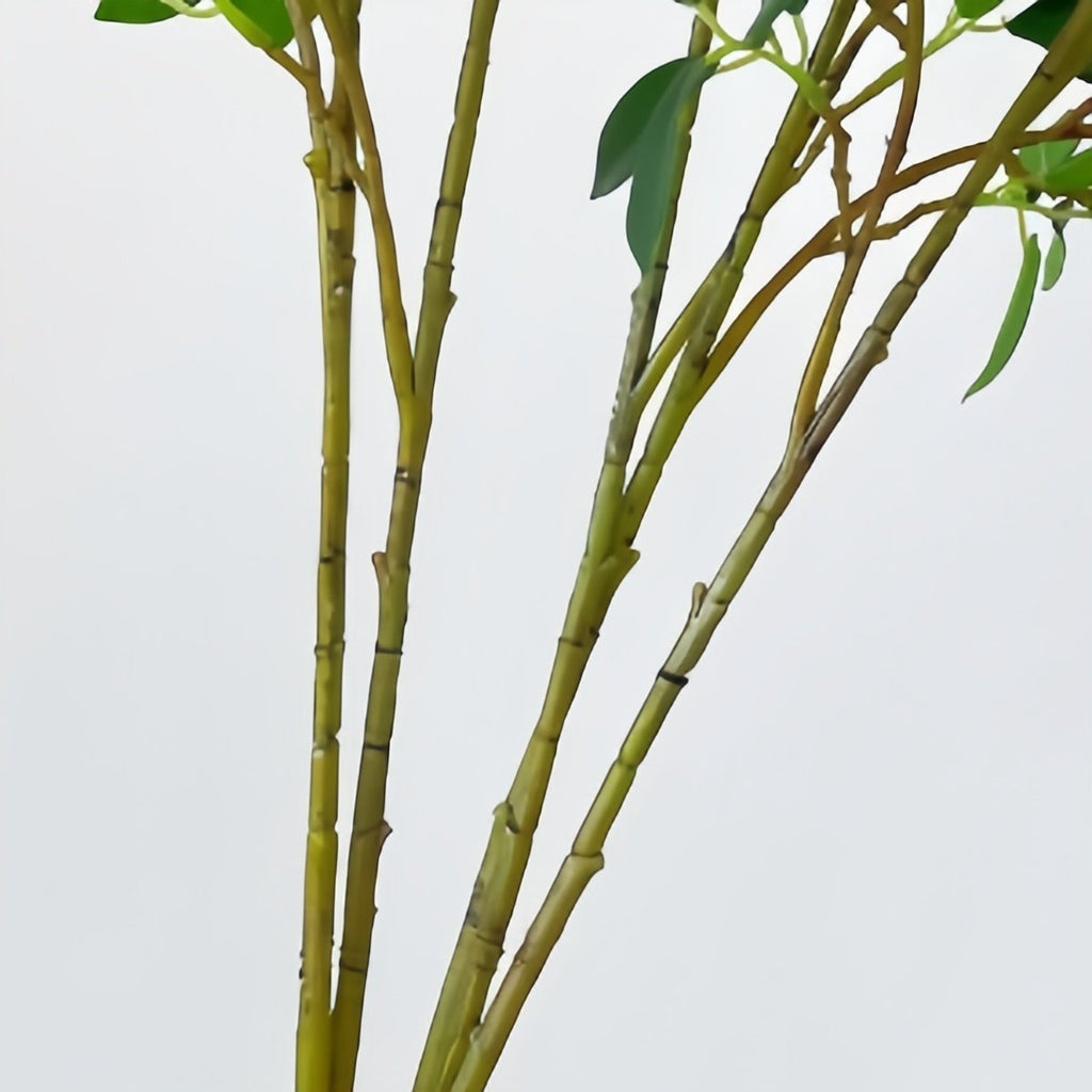Close-up of artificial ficus twig branches with green leaves against a white background.