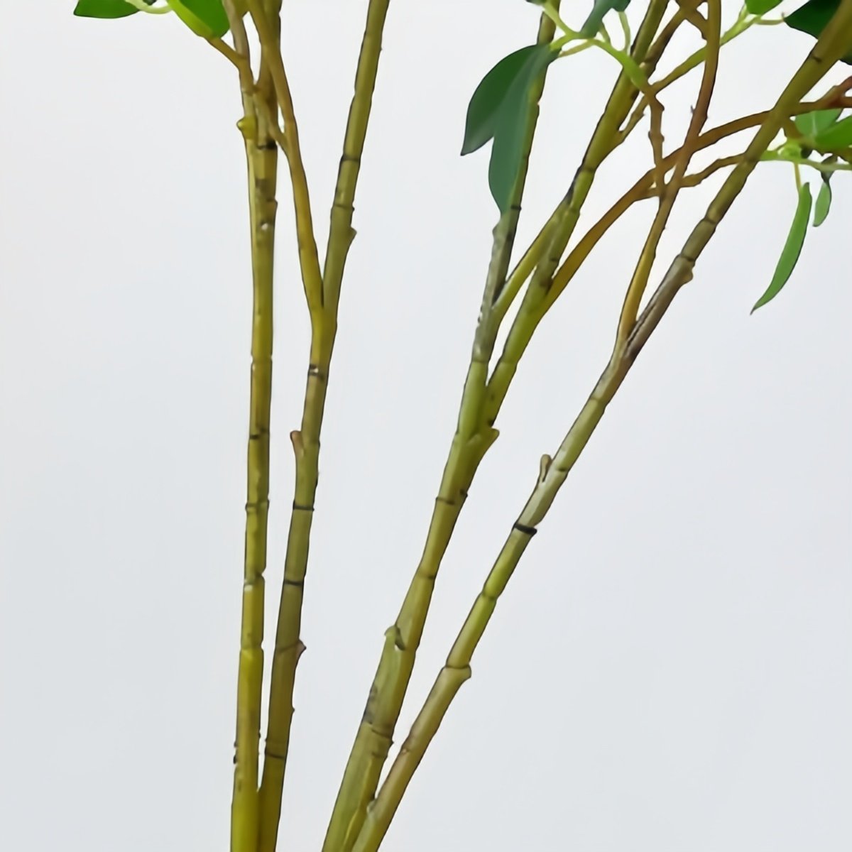 Close-up of artificial ficus twig branches with green leaves against a white background.