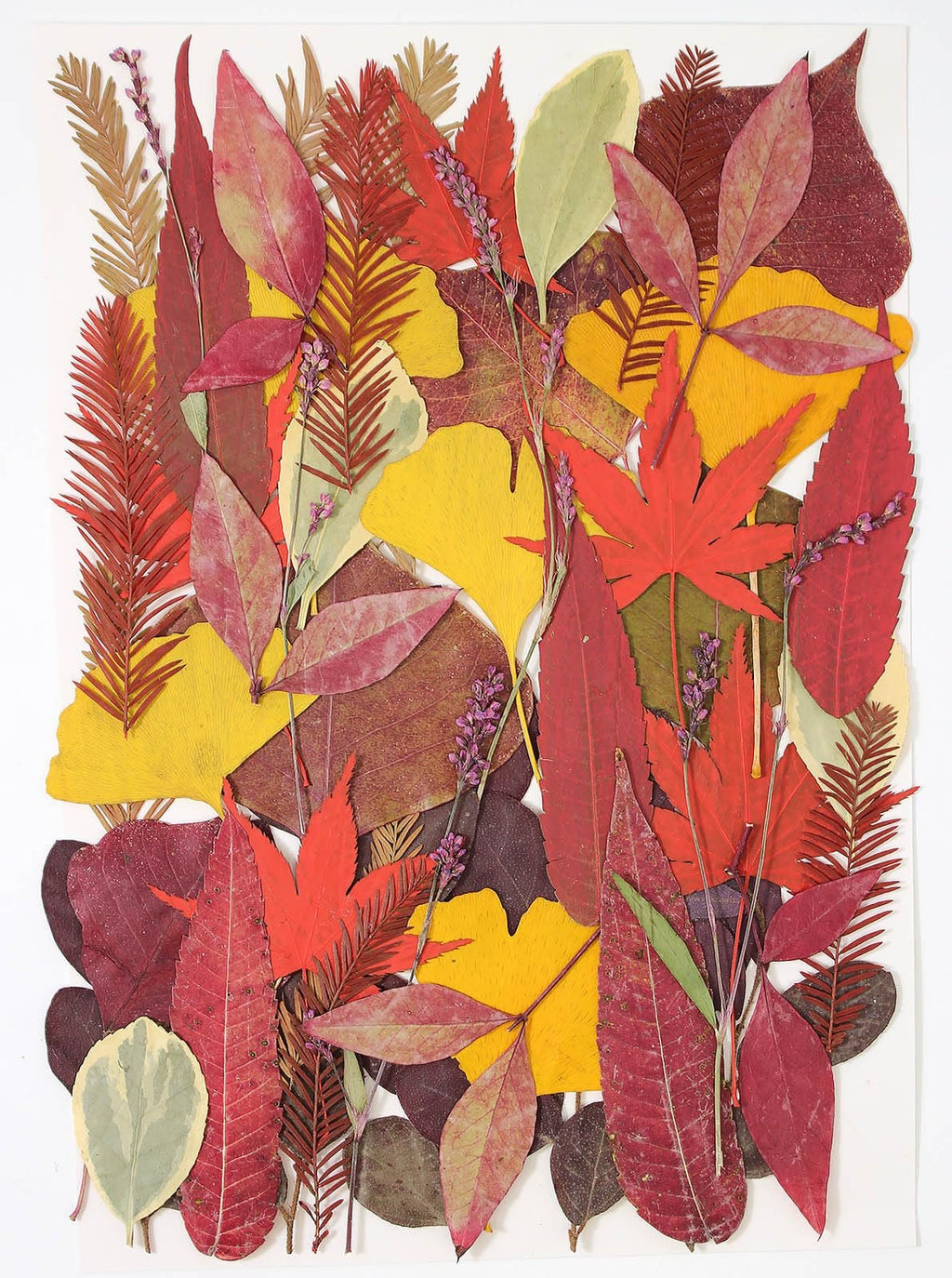 Assortment of 50+ dried pressed leaves in fall colors, including red maple, yellow ginkgo, and fern varieties, arranged on a white background.