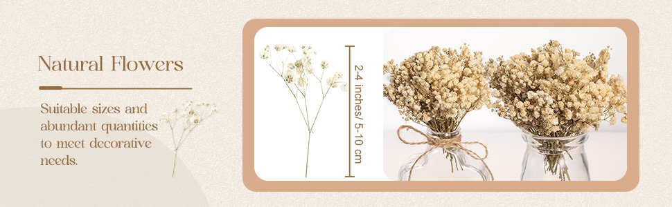 Two bouquets of dried ivory baby's breath flowers in glass vases, with a single stem and size indicator on the left.