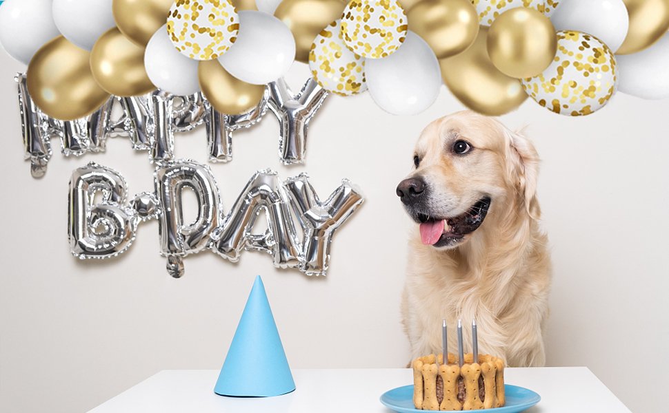 Golden retriever dog sits by a table with a dog cake and blue party hat, with 'HAPPY B-DAY' foil balloons and a balloon arch behind.