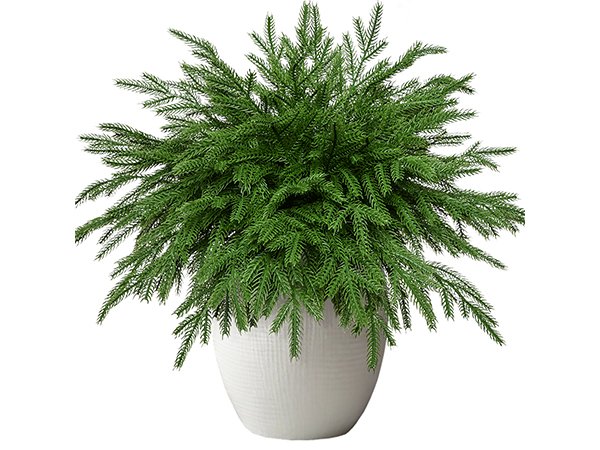 Artificial Norfolk pine stem in a white textured pot, isolated on white background.