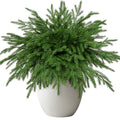 Artificial Norfolk pine stems in a white textured pot, isolated on white background.