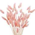 Bunch of dried pink bunny tail grass stems against a white background, close-up view