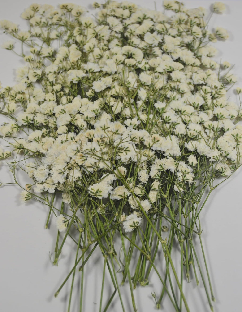 Bundle of white baby's breath dried flowers with green stems on a white background.