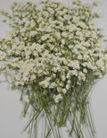 Bundle of white baby's breath dried flowers with green stems on a white background.