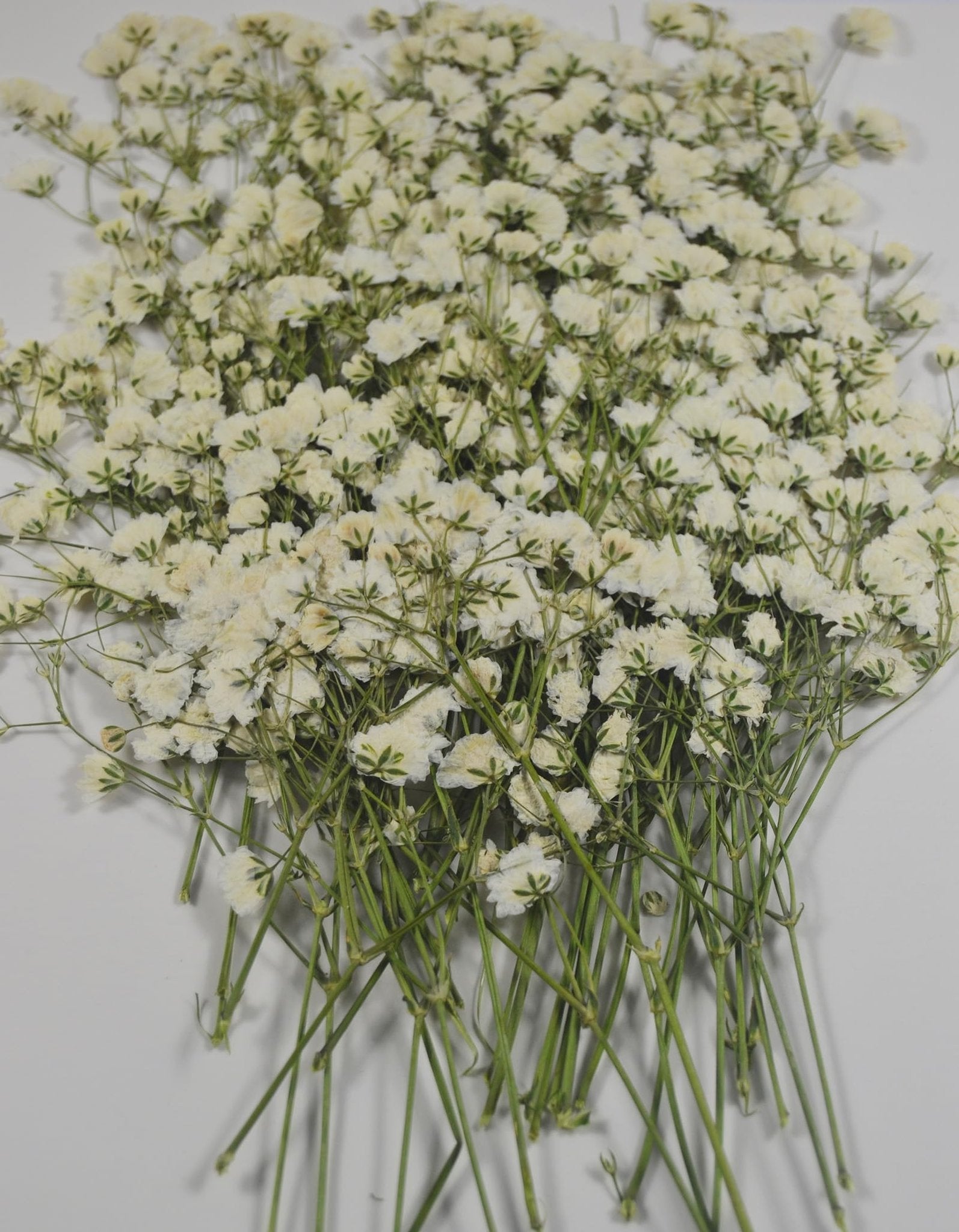 Bundle of white baby's breath dried flowers with green stems on a white background.
