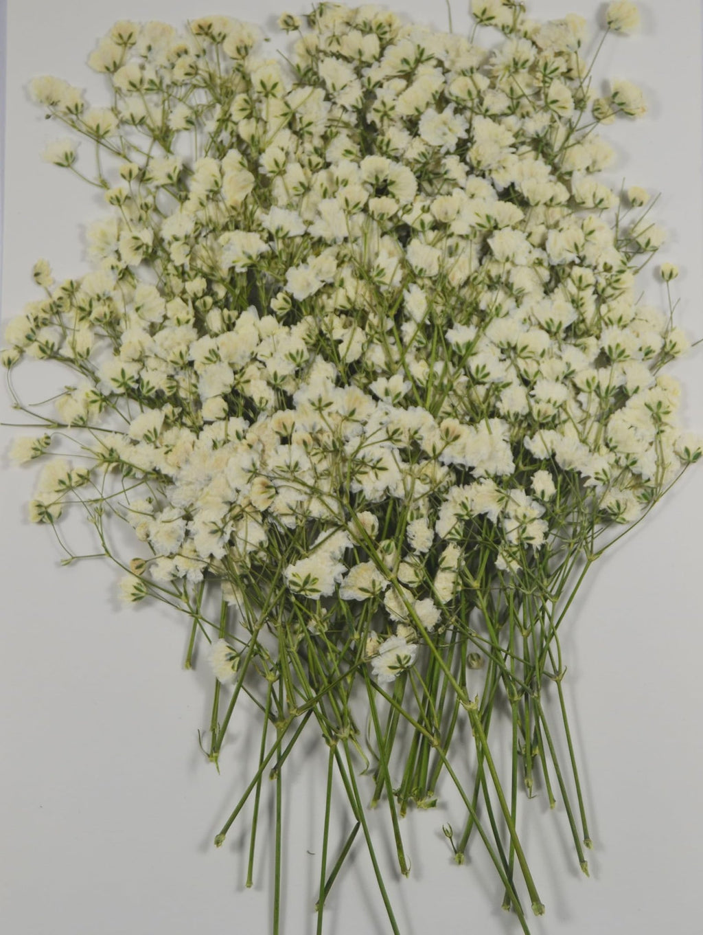 A large bunch of white baby's breath dried flowers with green stems, laid flat against a white background.