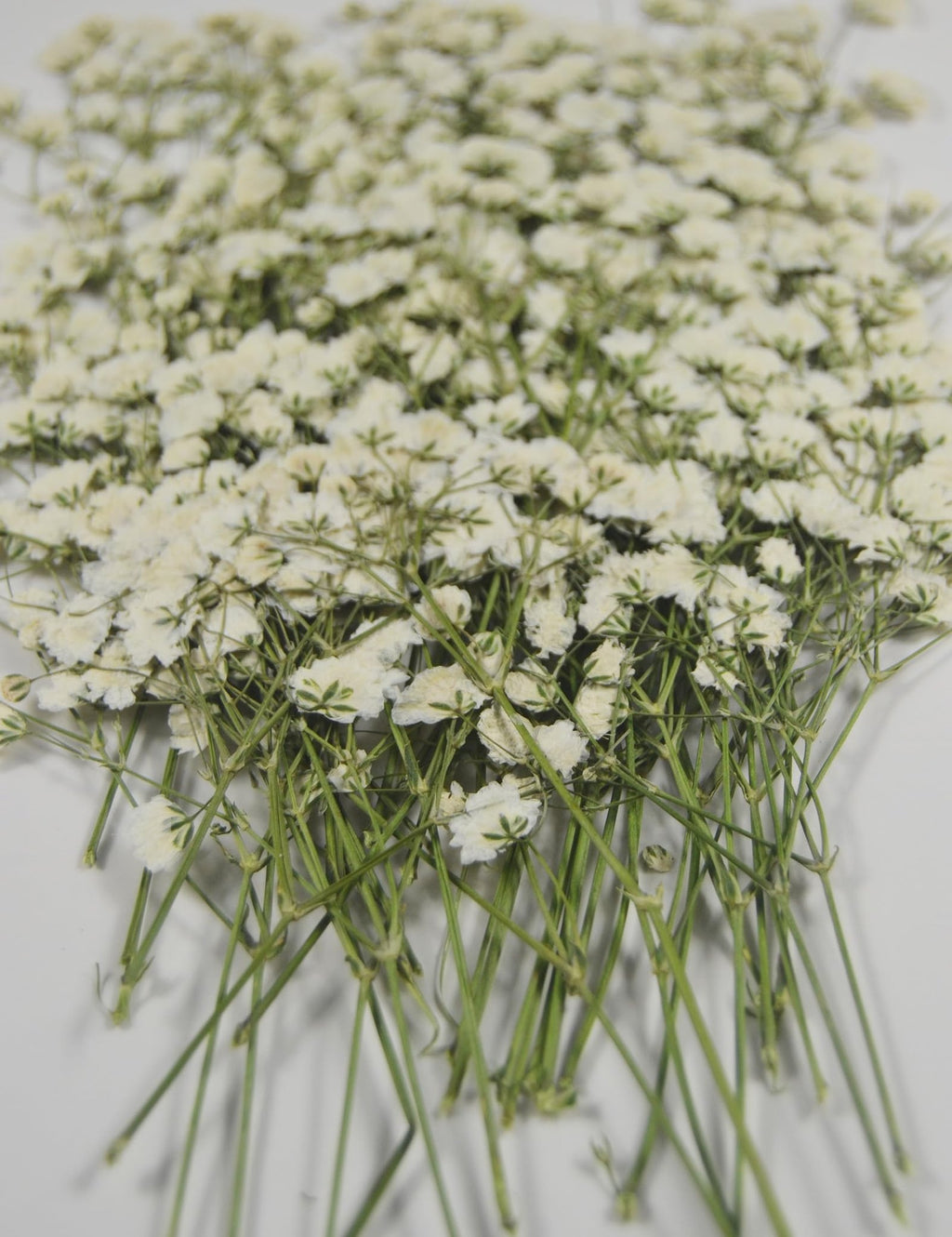 Bundle of mini white gypsophila baby's breath dried flowers with green stems on a white background, close-up shot.