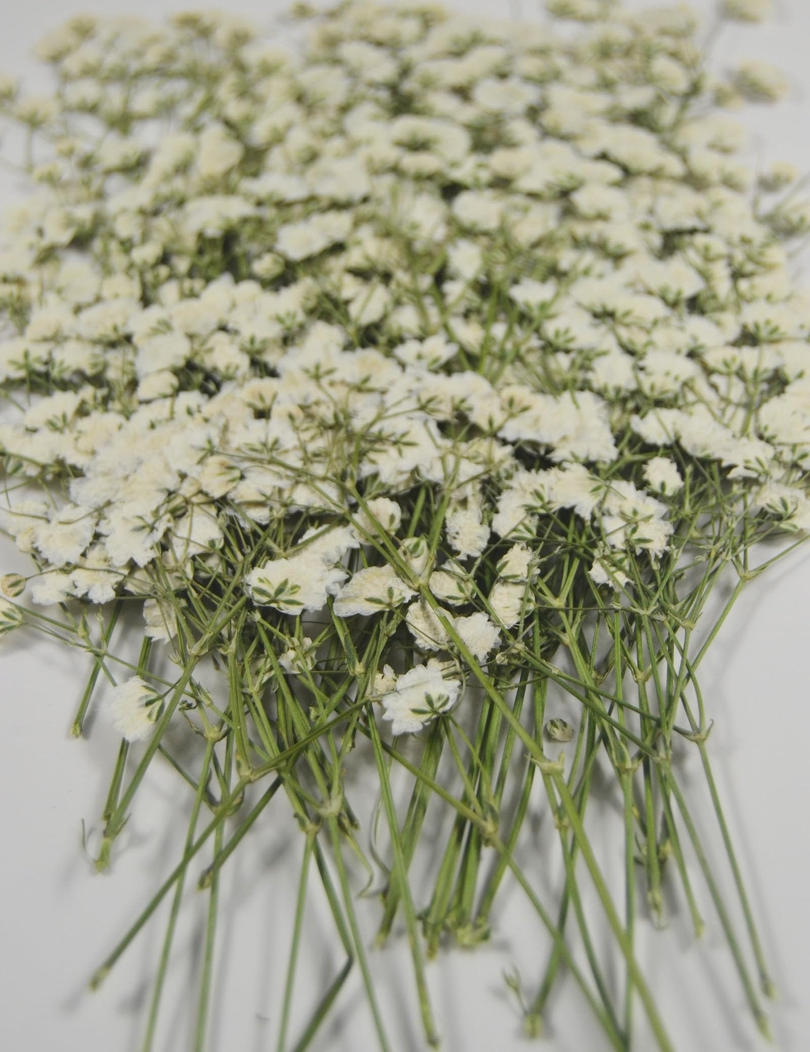 Bundle of mini white gypsophila baby's breath dried flowers with green stems on a white background, close-up shot.