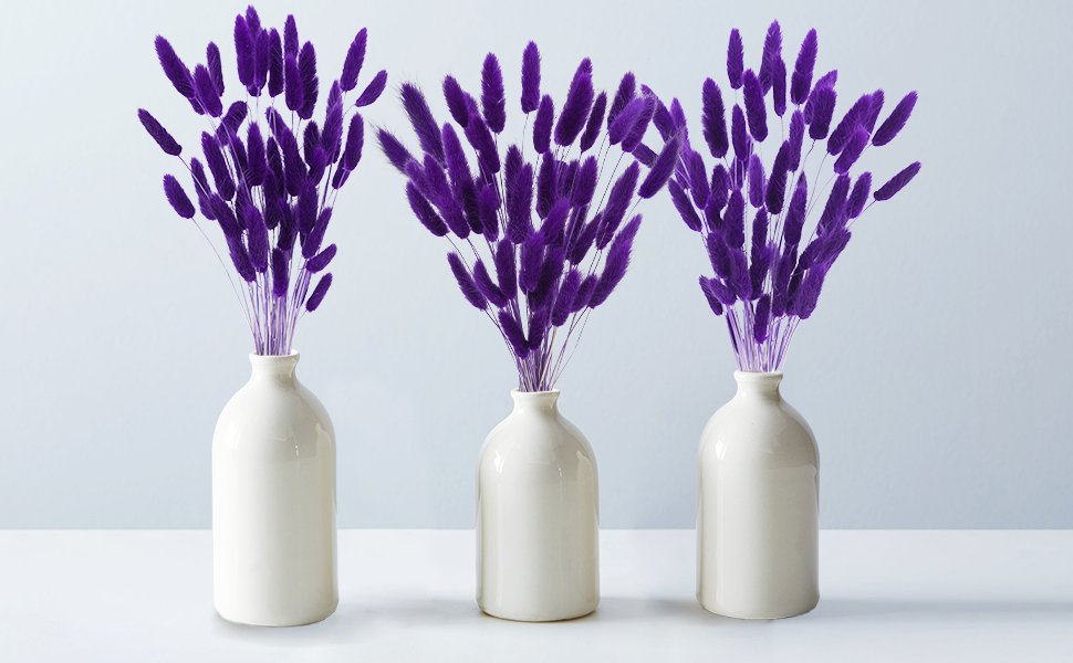 Three cream vases filled with purple bunny tail grass stems against a light blue background.
