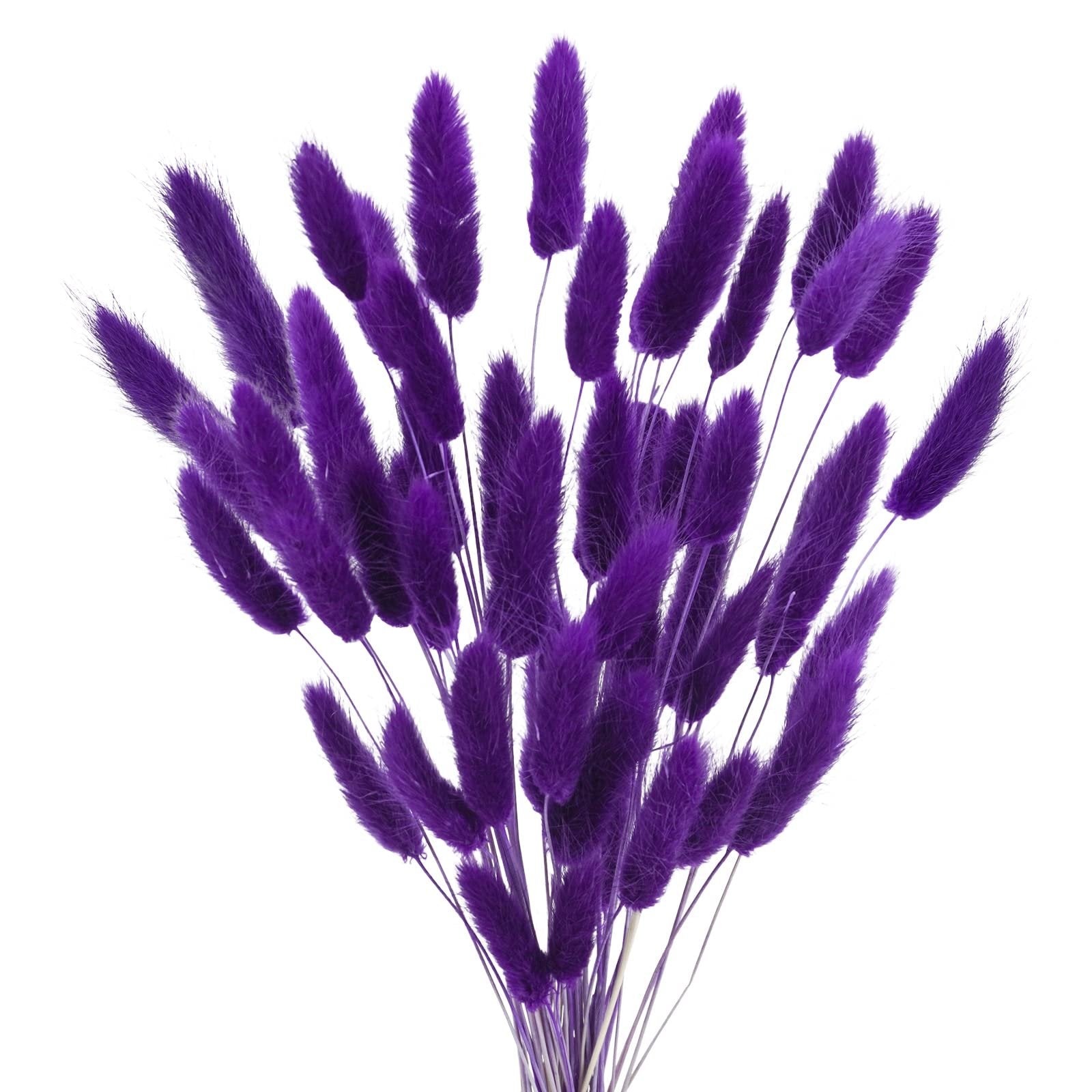 Bunch of purple dried bunny tail grass stems against a white background