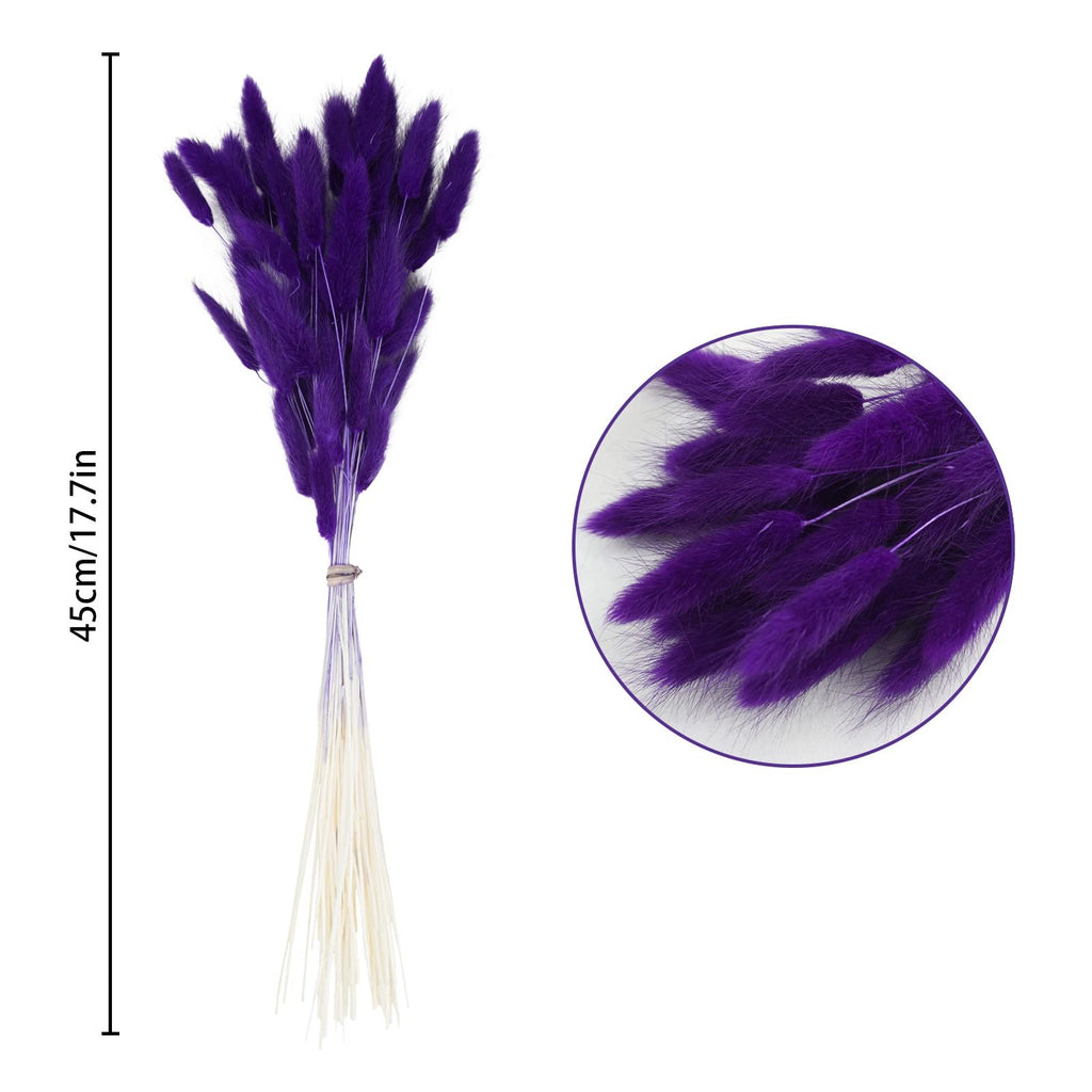 Bunch of purple bunny tail grass with a size indicator showing 45cm/17.7in and a close-up view.