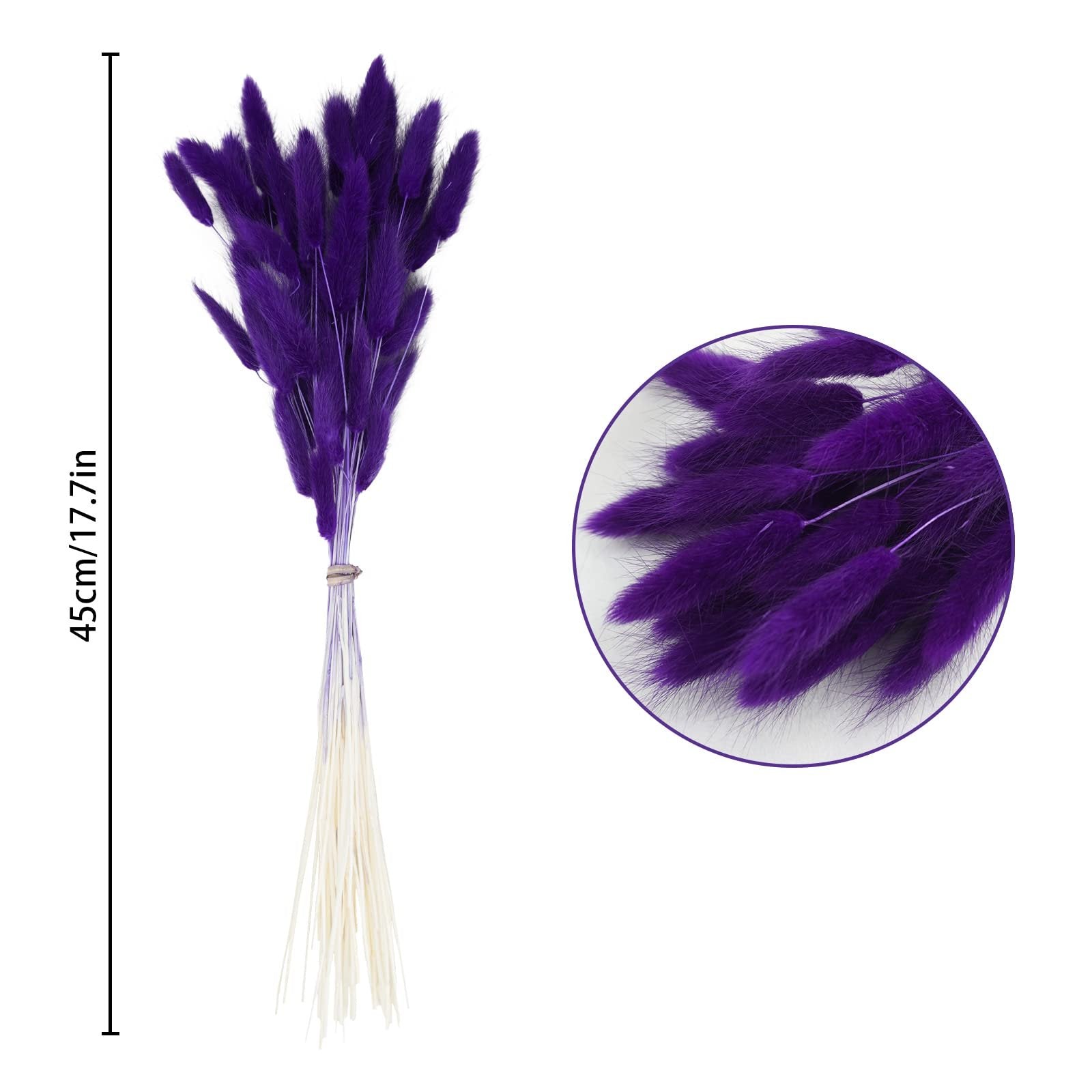 Bunch of purple bunny tail grass with a size indicator showing 45cm/17.7in and a close-up view.