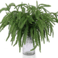 Artificial Norfolk pine branches arranged in a textured glass vase against a white background.