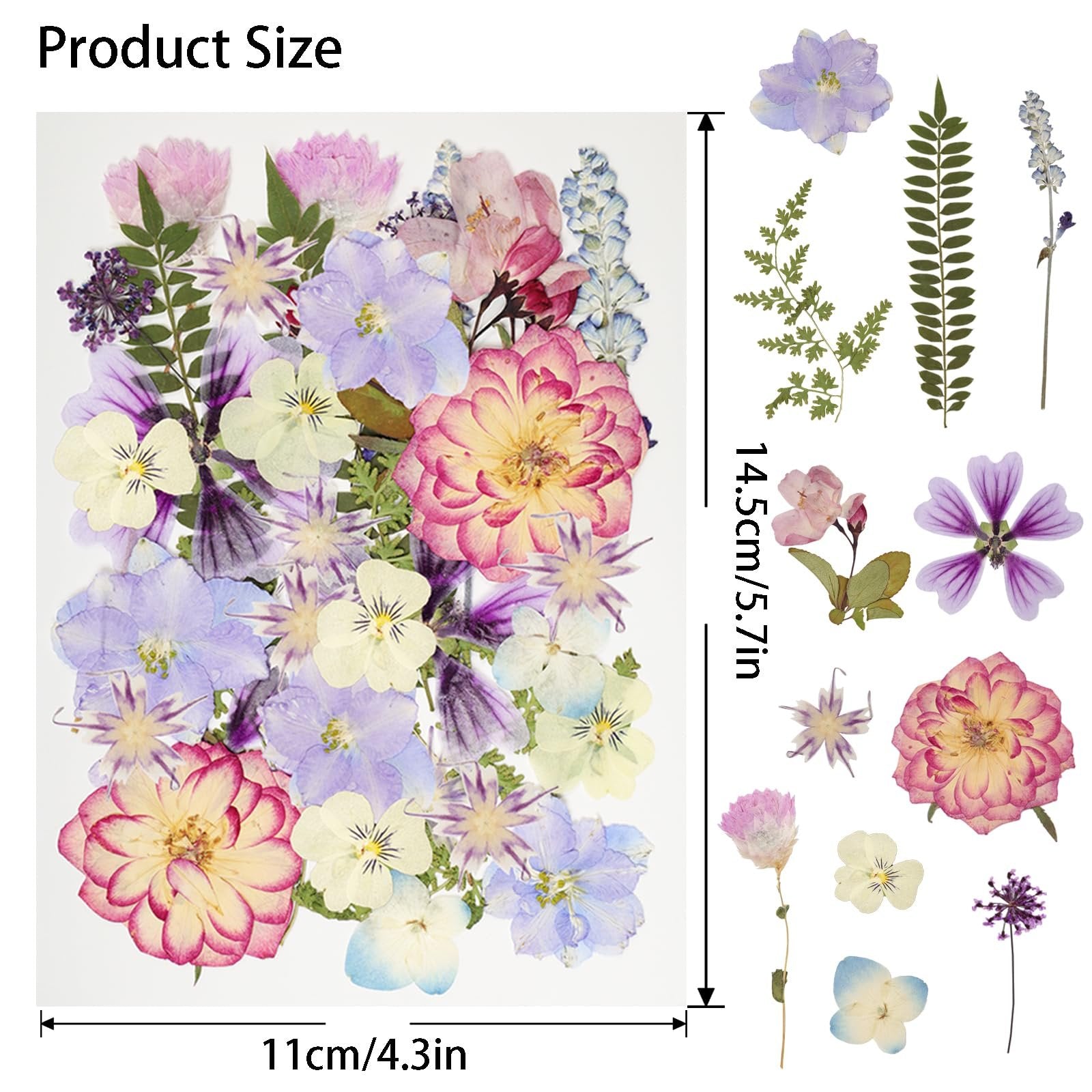 Assortment of dried pressed flowers and leaves with size dimensions indicated.