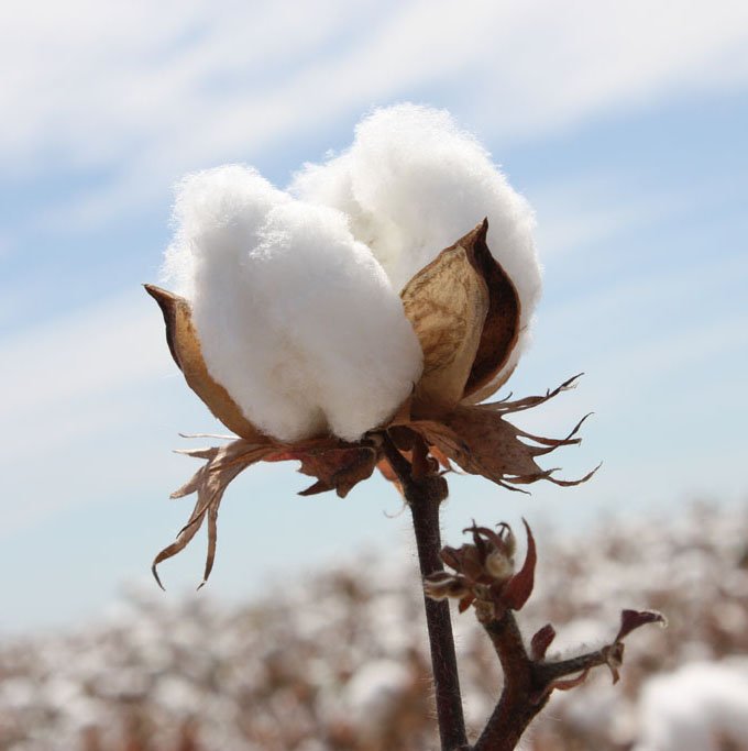 Close-up of a cotton boll with fluffy white fibers and brown seed pods against a blurred background of a cotton field and sky.