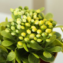 Close-up of a faux spring floral arrangement with green leaves and yellow-green buds in a ceramic pot.